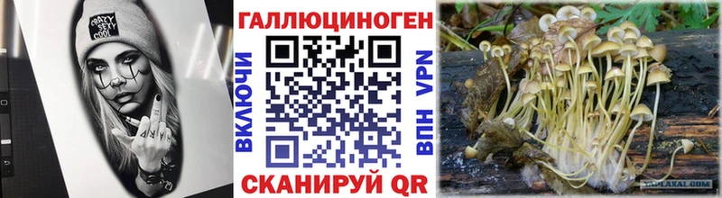Галлюциногенные грибы Psilocybe  купить   Новотитаровская 
